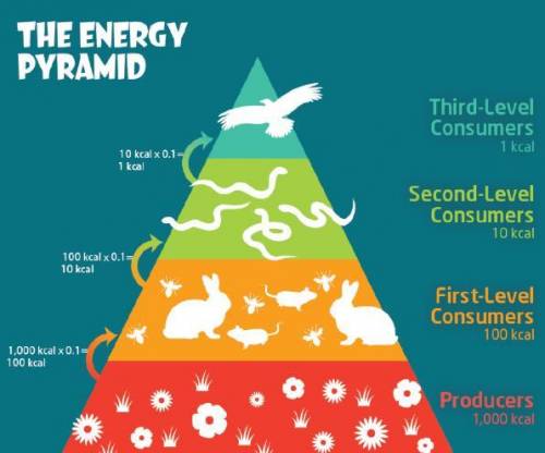 Look at the number of organisms and the amount of energy in each level of the pyramid. Why do you th