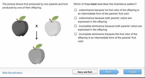 The picture shows fruit produced by two parents and fruit produced by one of their offspring.  Which