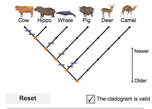 PLEASE HELP EASY 25 POINTS Based on this cladogram, which organism is most closely related to cow an