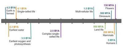 Study the timeline.  Based on fossil evidence, about how long ago did the first single-celled life f