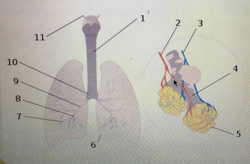 Identify the structures labeled in this image  I put these as my answer  1. Trachea  2. Pulmonary ar