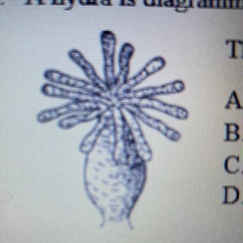 1. a hydra is diagrammed below.(picture) this organ is what type of symmetry? a. radial b. bilateral