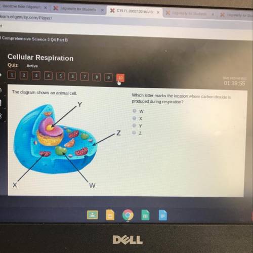 Which letter marks the location where carbon dioxide is produced during respiration