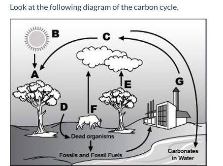 Look at the following diagram of the carbon cycle.An image of carbon cycle is shown. The sun, a clou