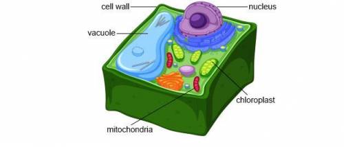 The image below shows a model of a plant cell.All cells need energy to live. How do the organelles i