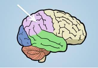 WILL MARK BRAINIEST What part of the brain is highlighted in the