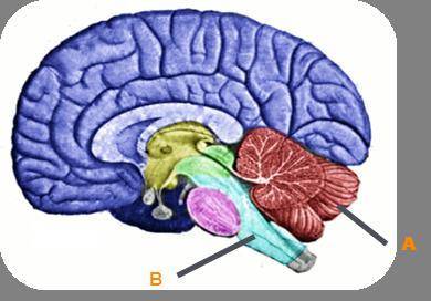 Identify the structures of the brain. Label A Label B