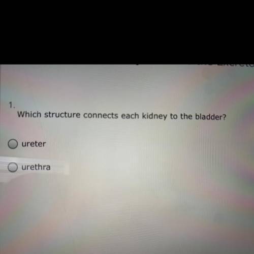 Which structure connects each kidney to the bladder? Ureter Urethra