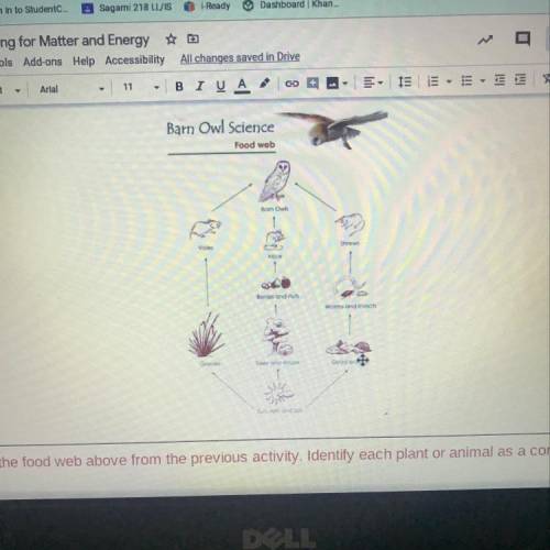 Describe how energy flows into, through, and out of the owl’s food web.