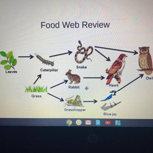 1. Which are the producers (autotrophs) in the food web above? 2. Which are the consumers (heterotro