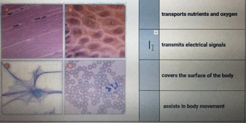 Match the images of tissues shown, to the correct functions to the right?