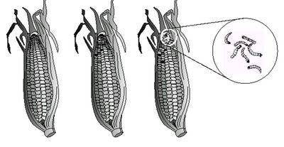 É correto afirmar que a presença de lagartas em espigas de milho se deve:

A - ao processo de gera