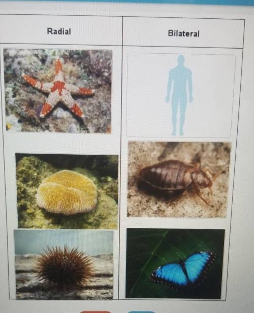 Match the organisms with the type of symmetry they exhibit.

BilateralRadialare these correct?