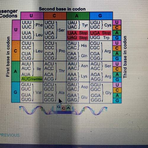 a part of an mrna has the sequense of aga use the table below to figure out which amino acid is cod
