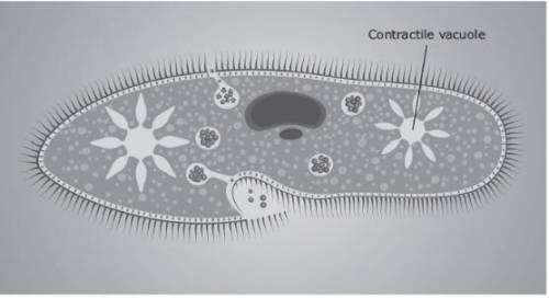 The picture shows a contractile vacuole of a unicellular freshwater organism. The contractile vacuo