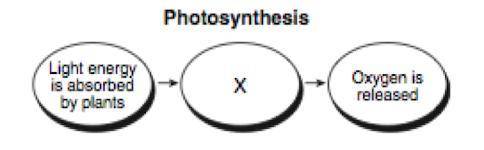 The flowchart below represents the process of photosynthesis. One step in the process is labeled X.