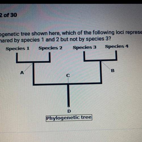 In the phylogenetic tree shown here, which of the following loci represents an ancestor shared by s
