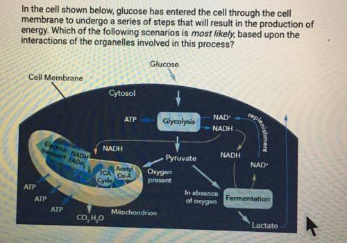 HELP! NOW!

A. Disruption of glucose transport across the cell membrane will decrease ATP producti