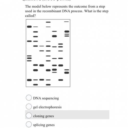 The model below represents the outcome from a step used in the recombinant DNA process. What is the