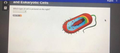 Which type of cell is pictured on the right?
eukaryotic
prokaryotic