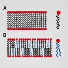 Which of the following cell membranes is the most fluid? A. Membrane A, because it is composed of s