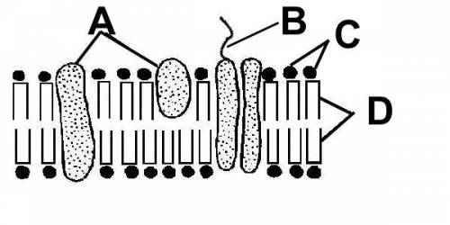 Which of the following is true of the structures labeled A in the cell membrane?

Choose 1