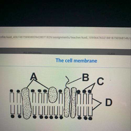 Which one of the following is true of the structures labeled D in the cell membrane?A.They are memb