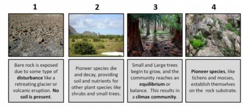 Which of the following correctly lists the images above in the correct order of ecological successi