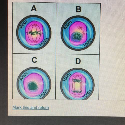 PLZ HELP !!! Place the four images from the cell cycle in the correct chronological order?