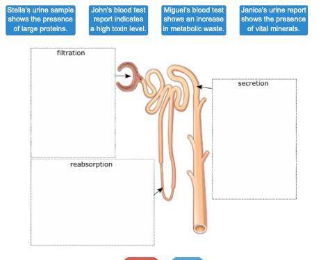 Drag each label to the correct location on the image.

Nephrons, the functional unit of kidneys, a