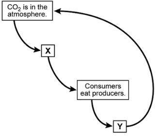 Rosa drew a flow chart of the carbon cycle.

Flow chart of the carbon cycle with 4 boxes connected