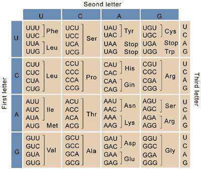 PLEASE HELP!! BIO!

Using the information in the table below, determine the amino acid sequence th