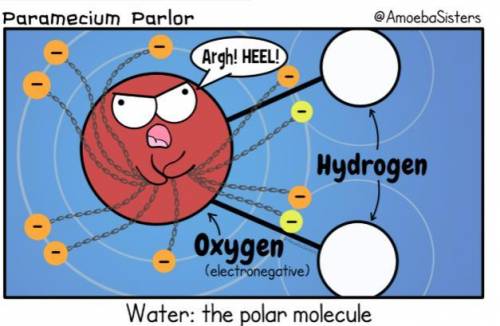 How is capillary action applicable to living things?

and
Refer to the Water: The Polar Molecule