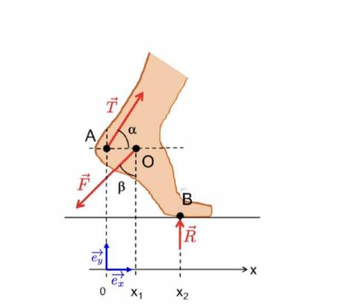 Balance in a sprinter’s foot

*Balance in a sprinter’s foot
The figure below shows the external fo