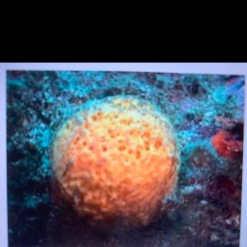 HELP I NEED URGENT HELP! THIS IS DUE IN 5 MINUTES

Anyone know what this is?!?! It’s not a coral,