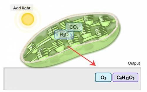 Which of the following is the best description of the process shown in the image below?

Chloropla