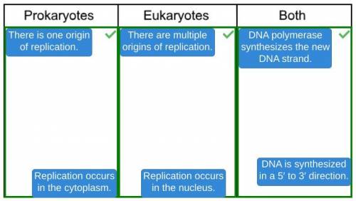 Determine whether the characteristics describe DNA replication in prokaryotes only, eukaryotes only