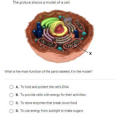 Hello the part labeled X is called the Mitochondria just so you know. Please help!