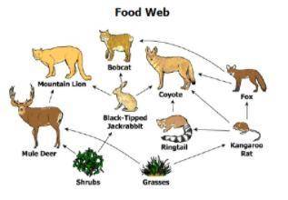 How many first-level consumers are in the food web below? *