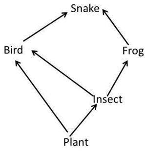 1. How many food chains make up the food web?

2. Which organism is an herbivore?
3. Which organis