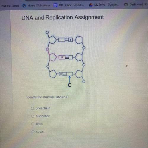 Identify the structure labeled C
A. Phosphate 
B. Nucleotide 
C. Base
D. Sugar