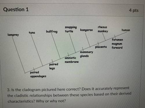 Is the cladogram pictured here correct? Does it accurately represent the cladistic relationships be