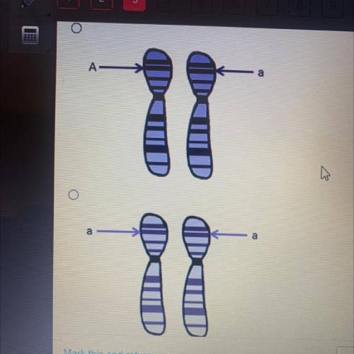 Which diagram correctly shows how heterozygous alleles are found on homologous chromosomes?