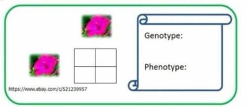 In four oʼclock plants, R is the allele for red color and W is the allele for white color. Two pink