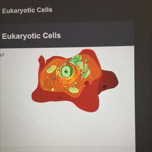 Which type of cell is pictured on the right?
eukaryotic
prokaryotic