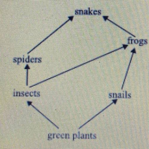 10. What is the role of the spiders in this food web?

A. Producers
B. Primary consumers
C.Tertiar