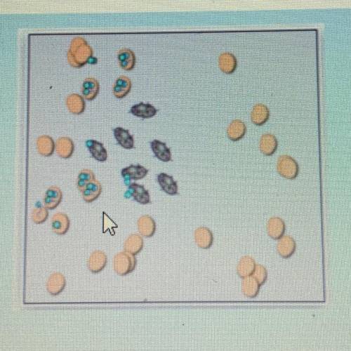 How many cells have been killed by the virus in this image?
A. 7 
B. 13
C. 20
D. 29