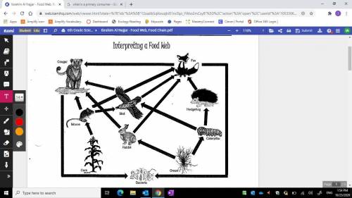 What animal in this food web is the quaternary (fourth level) consumer?