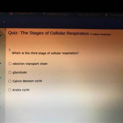 Which is the third stage of cellular respiration?