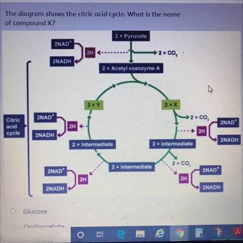 The diagram shows the citric acid cycle. What is the name of compound X?

A- Glucose
B- oxaloaceta